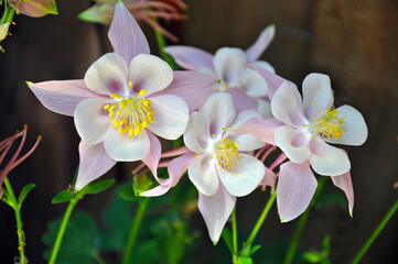 Pink and white columbine flowers