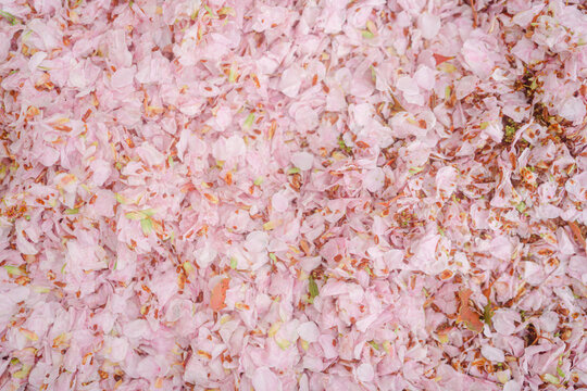 神楽坂に咲く桜の花 © rika_portrait