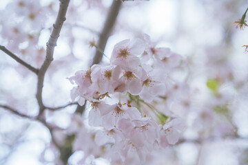 神楽坂に咲く桜の花