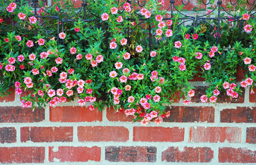 Pink petunias growing over brick wall