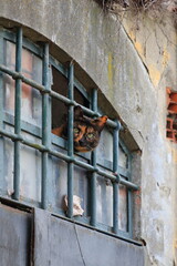 A tortoiseshell cat looks out of the window of an old abandoned house in the hills near Bologna.