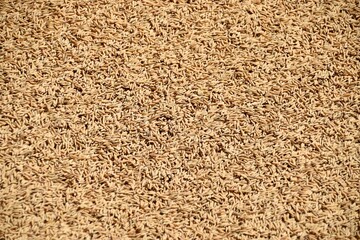 Freshly Harvested rice drying in the sun, China. 