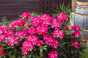Fototapeta na wymiar Blooming pink rhododendron flowers in a garden