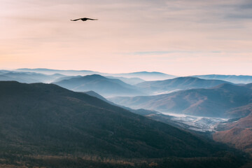 Freedom bird soaring in the mountains. Autumn landscape. Blur effect.