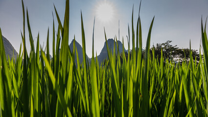 Amazing landscape of rice fields and limestone peaks near Yalong River, Yangshuo, China
