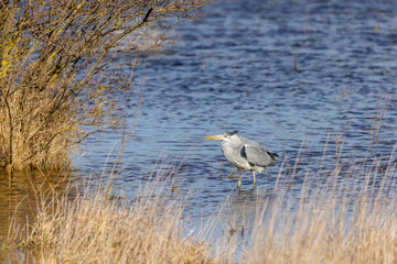 Grey heron 