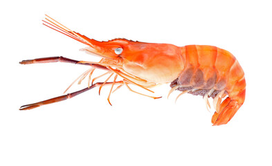 shrimp  isolated on transparent png