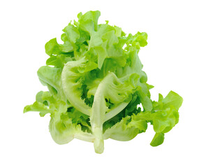 lettuce isolated on transparent png