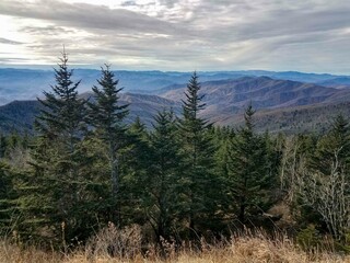 pine forest in the mountains