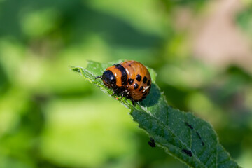 Colorado beetle. Young Colorado beetle sit on a potato leaf. Close-up