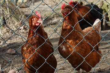 brown chickens on the farm