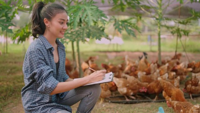 young Asian woman farmer working to check a hen and chicken egg in animals farm, female smart farmer collect research data in outdoor organic food product industrial farm, small agriculture business