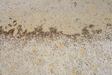 Brine flies at the Great Salt Lake, Utah, US