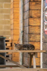 cat sleeping on top of a table outdoors in Portugal