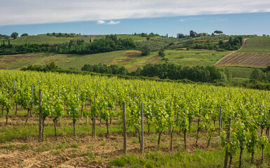 Fototapeta na wymiar vineyards in spring. Tuscany region, central Italy - Europe
