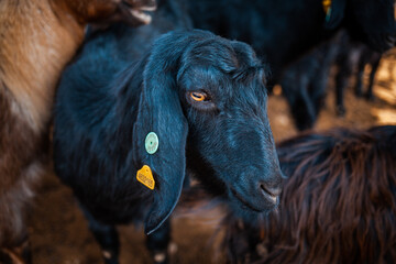 Close-up portrait of a black hair goat. 