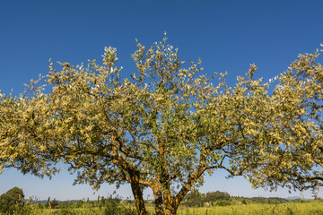 Fototapeta premium Olea europaea or olive trees farm - Tuscany region, central Italy - Europe