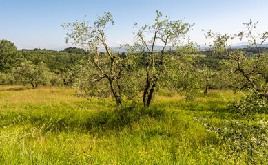 Olea europaea or olive trees farm - Tuscany region, central Italy - Europe