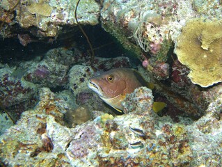 Schoolmaster Snapper hiding in the reef