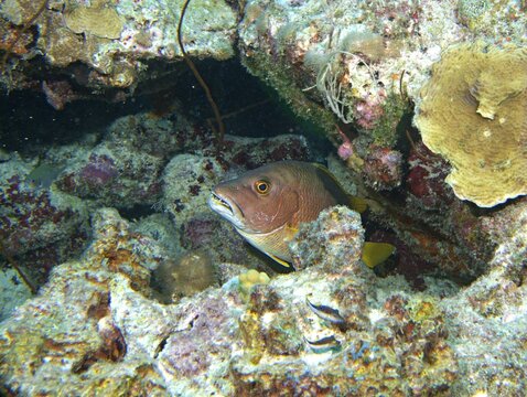 Schoolmaster Snapper hiding in the reef
