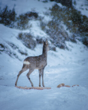 A wild roe deer that eats pastries prepared by the hunter in the harsh winter. Photographed in the Czech Republic