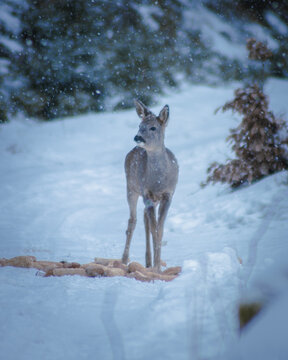 A wild roe deer that eats pastries prepared by the hunter in the harsh winter. Photographed in the Czech Republic