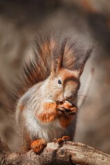 selective image of red squirrels eating nut on wooden stump