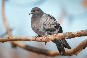 A beautiful pigeon sits on the snow in a city park in winter...