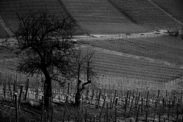 landscapes of the Piedmontese Langhe in black and white. vineyards and hills of Piedmont in the winter of 2023