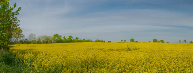 The expanse of lush yellow fields stretching as far as the eye can see is a breathtaking sight. The...