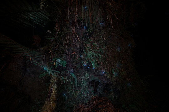 Glow Worms In Forest New Zealand