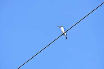 White - collared Kingfisher