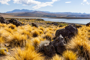 National Park Laguna Blanca in Neuquén, Argentina - Traveling South America