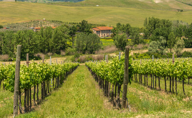 Fototapeta na wymiar vineyard in spring season - Gambassi Terme countryside in the heart of Tuscany in central Italy - Europe - land of wines and white truffles
