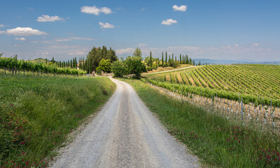 vineyard in spring season - Gambassi Terme countryside in the heart of Tuscany in central Italy - Europe - land of wines and white truffles