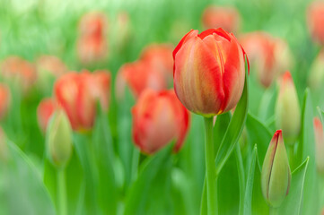 Field of red flowers. Dutch tulips are blooming in a spring garden. Flower banner for the florist, commercial greenhouse, flower farm or plant nursery.