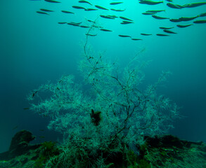 Fototapeta na wymiar black coral