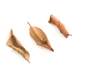 Set of dry leaf on white backgrounds.