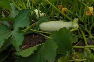 Obraz premium Natural ripe white zucchini lies on the ground among the foliage. Fresh zucchini or white courgette. ripe zucchini in the garden