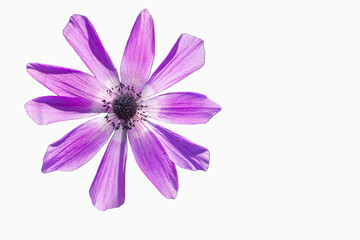 Anemone flower isolated on white. Anemone coronaria.