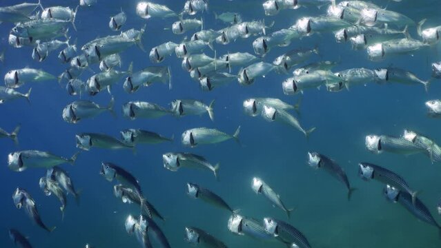 Large school of Striped Mackerel or Indian Nackerel (Rastrelliger kanagurta) swim up in blue Ocean with open mouths filtering for plankton on sunny day on seabed background, Slow motion