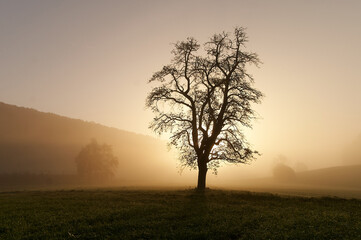 Schöne Silhouette eines Birnbaums zur goldenen Stunde. Leichter Morgennebel lässt den Hintergrund...
