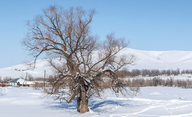 tree with crooked branches in the snow