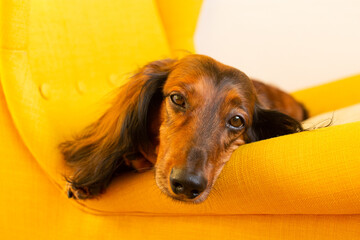 Red long haired dachshund lying on yellow chair, small dog portrait