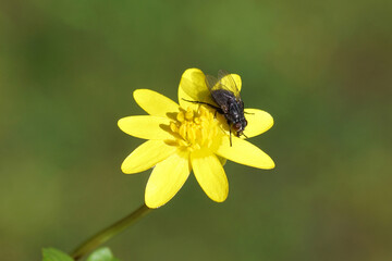 Closeup of the fly Muscina levida, family House flies, Muscidae. On a flower of lesser celandine or...