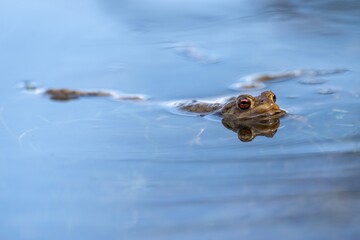 Ein Frosch schaut mit seinen großen Augen aus dem Spiegelden blauen Wasser
