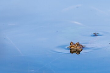 Ein Frosch schaut mit seinen großen Augen aus dem Spiegelden blauen Wasser