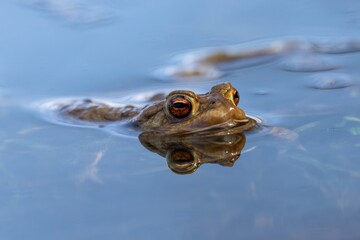 Ein Frosch schaut mit seinen großen Augen aus dem Spiegelden blauen Wasser