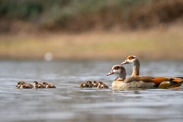 Eine Nilgansfamilie auf dem See