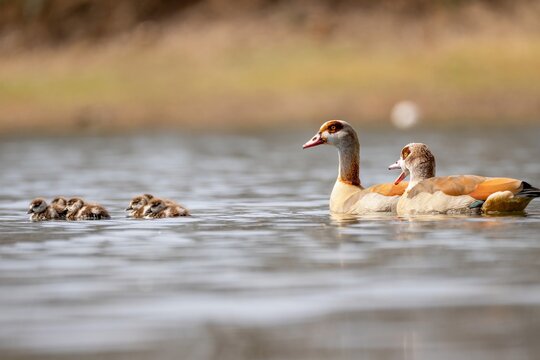 Eine Nilgangsfamilie im Sonnenlicht auf dem See